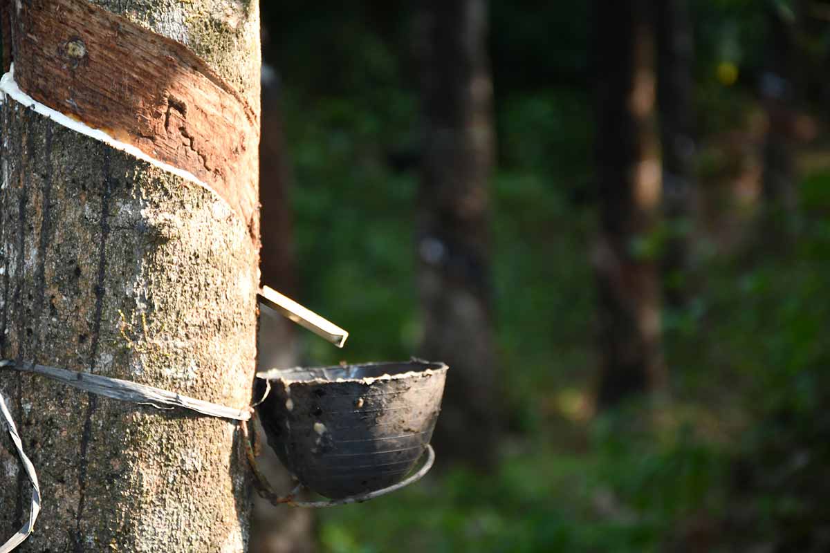What is PURE NATURAL Latex?