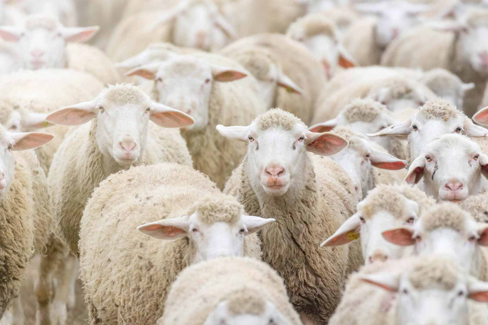 Organic Wool
