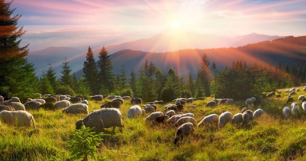 Sheep Grazing in a pasture