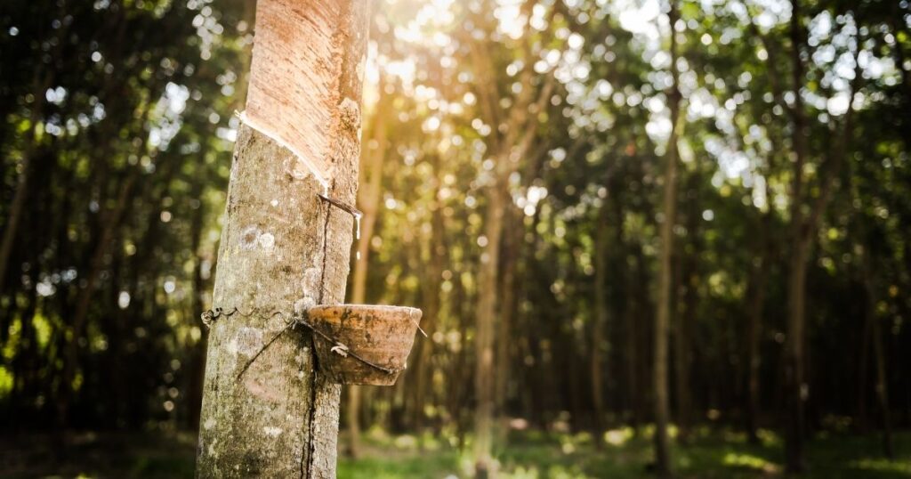 Latex being tapped from the rubber tree