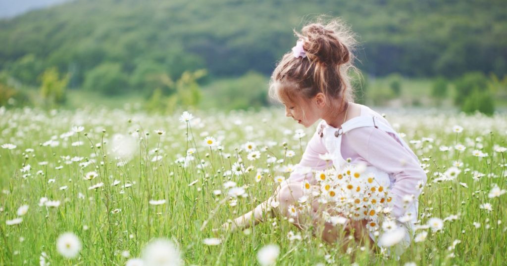 Young girl picking Daisies in a field.